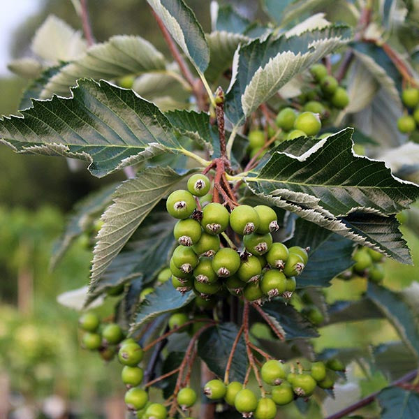 Sorbus aria - Berries