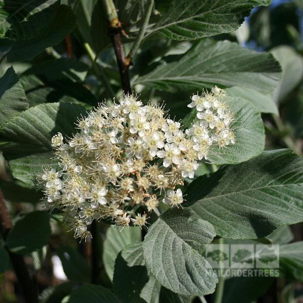 Sorbus Lutescens - Flowers