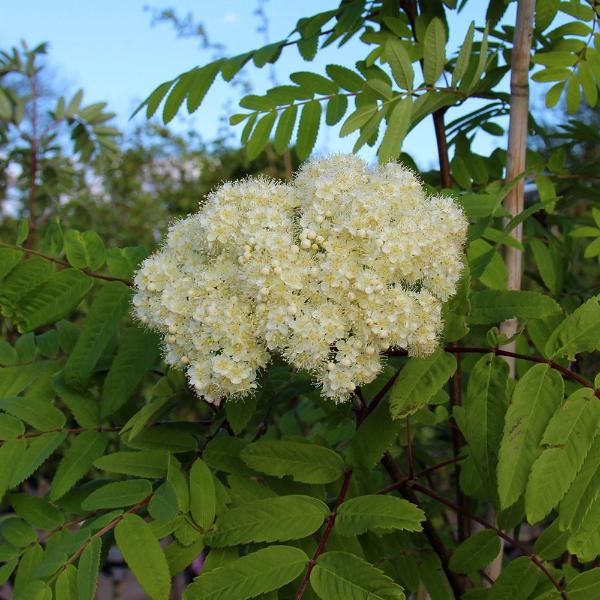 Sorbus aucuparia - Flowers