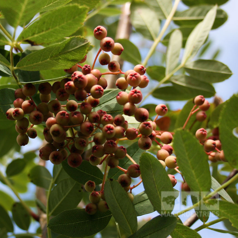 Sorbus hupehensis - Fruits