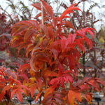 Sorbus sargentiana - Autumn Foliage