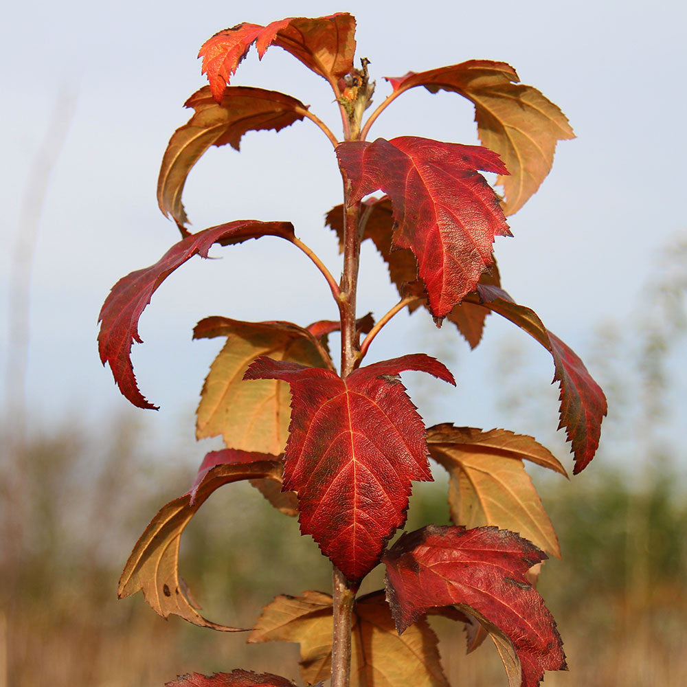 Sorbus torminalis - Autumn Foliage