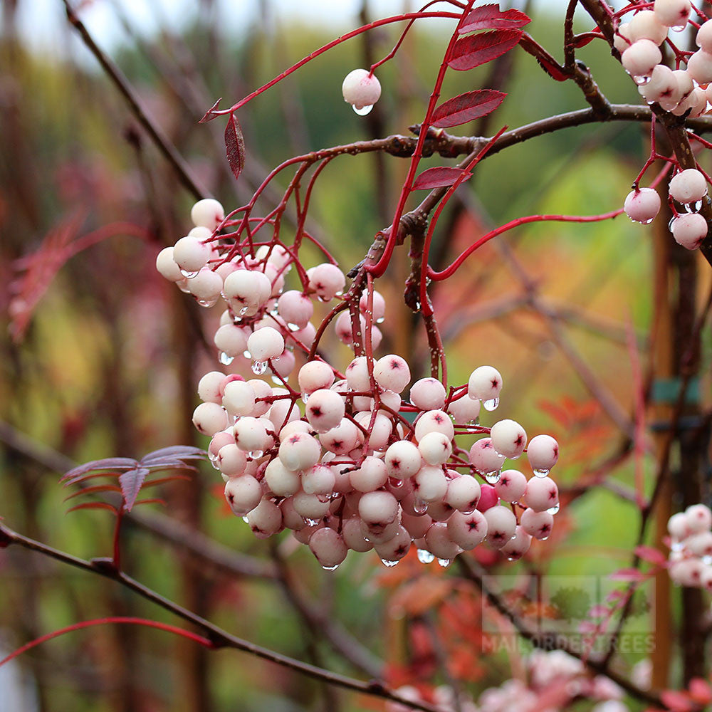 Sorbus vilmorinii - Berries in late autumn