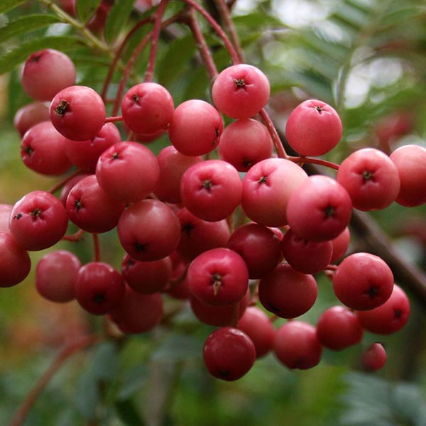 Sorbus vilmorinii - Berries (early autumn)