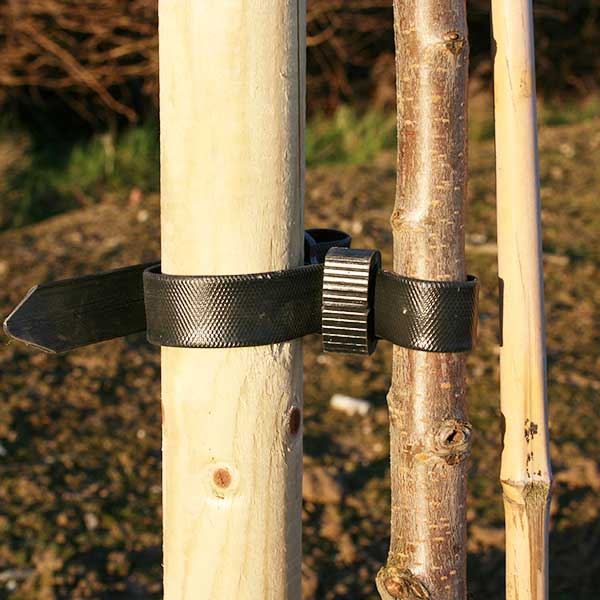 Tree Stake and Rubber Tie - 4ft