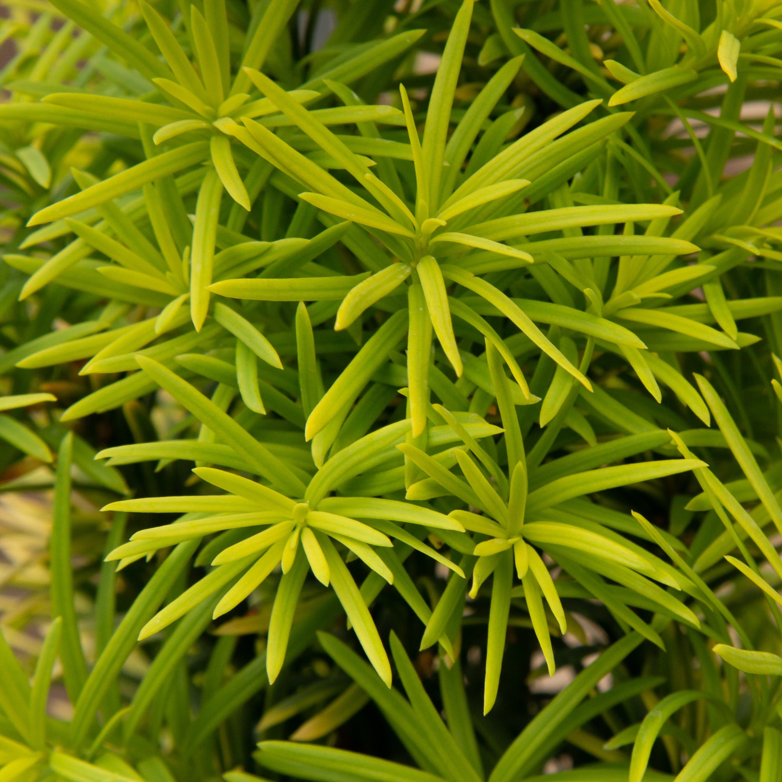 Taxus baccata Standishii - Standish Yew