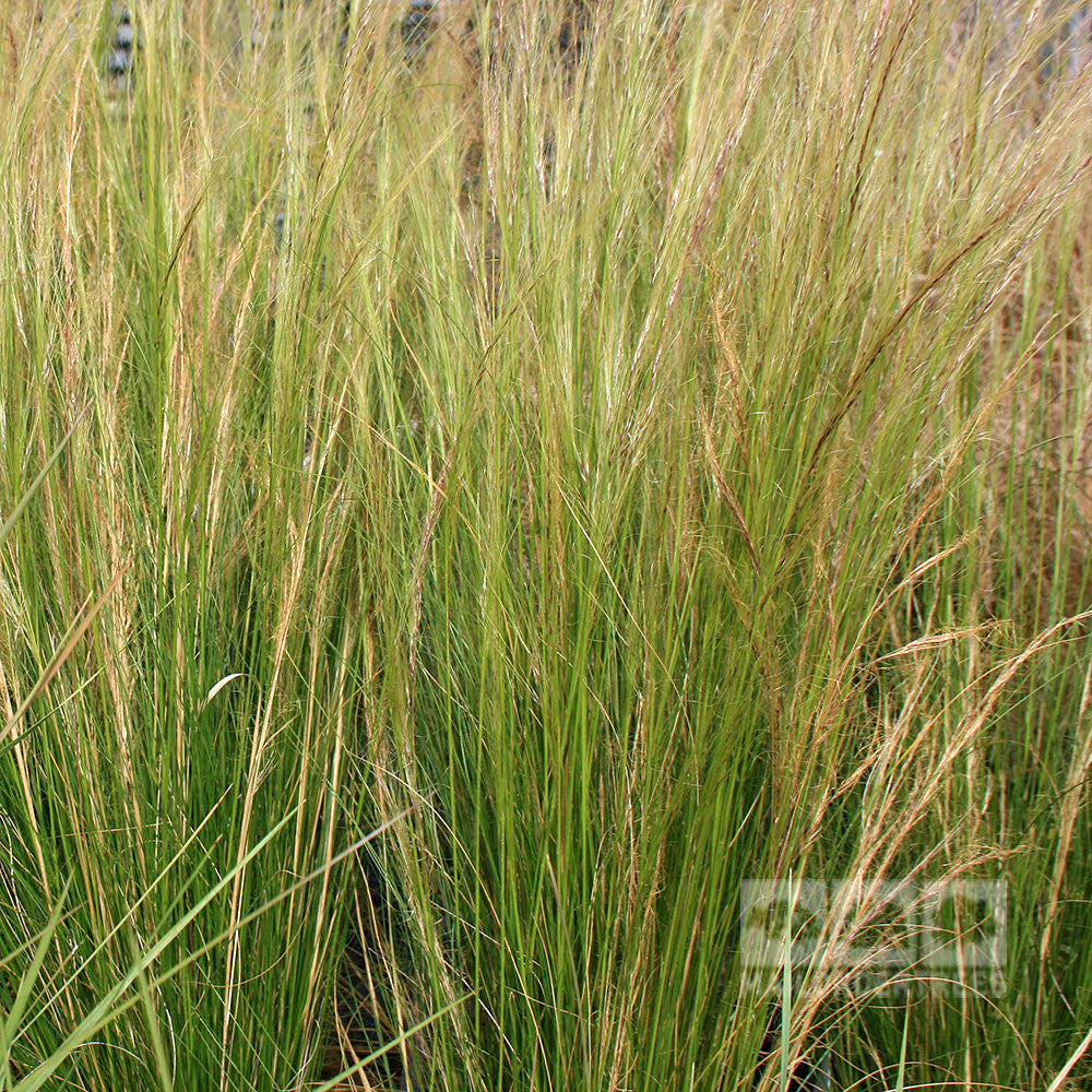 Stipa Ponytails - Grass