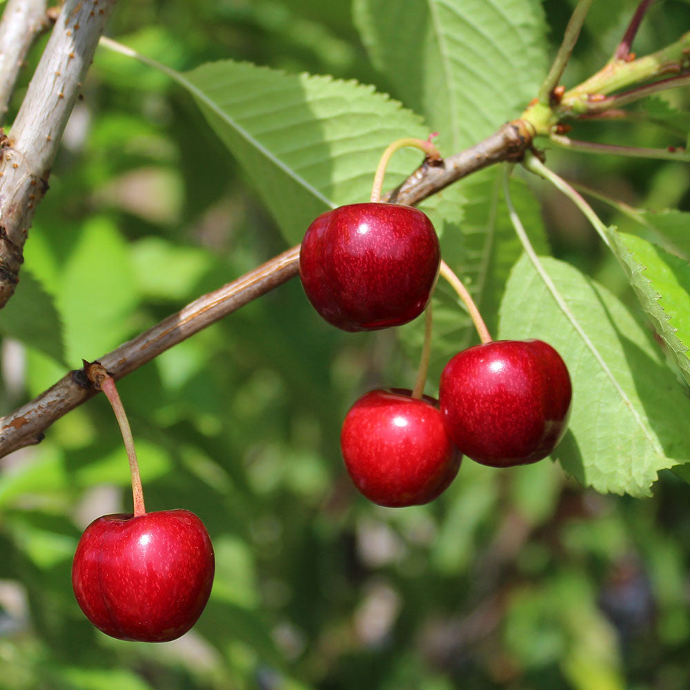 Prunus Sweetheart - Fruits