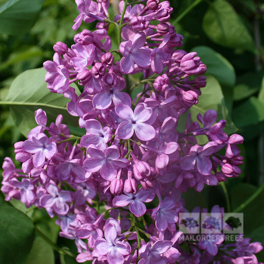 Syringa Katherine Havemeyer - Lilac Tree