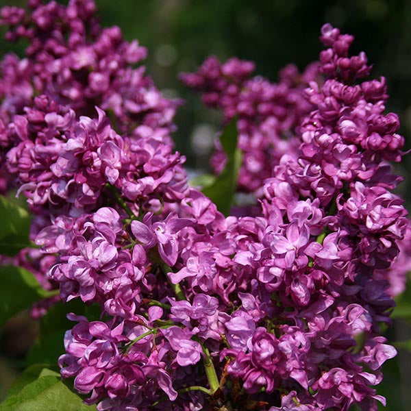 Syringa - Lilac Trees | Mail Order Trees