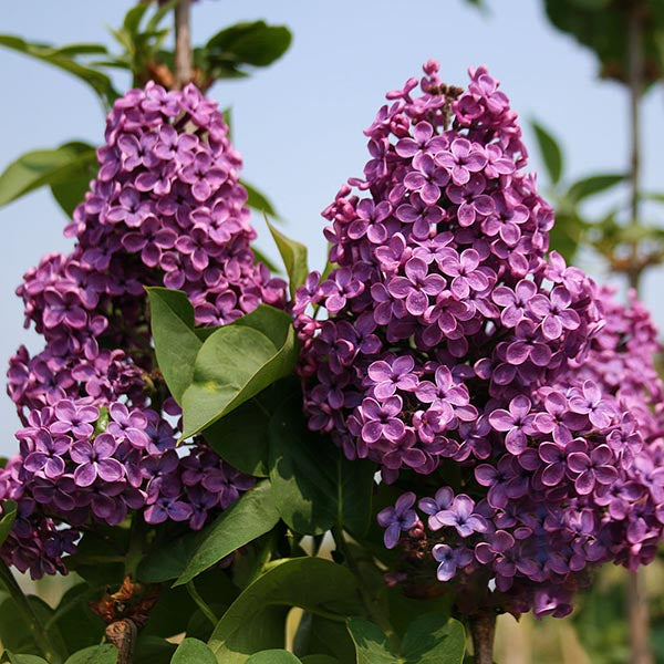 Syringa - Lilac Trees | Mail Order Trees