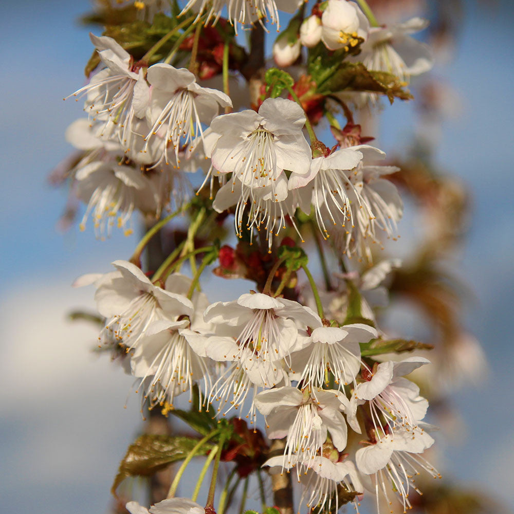Prunus litigiosa - Flowers