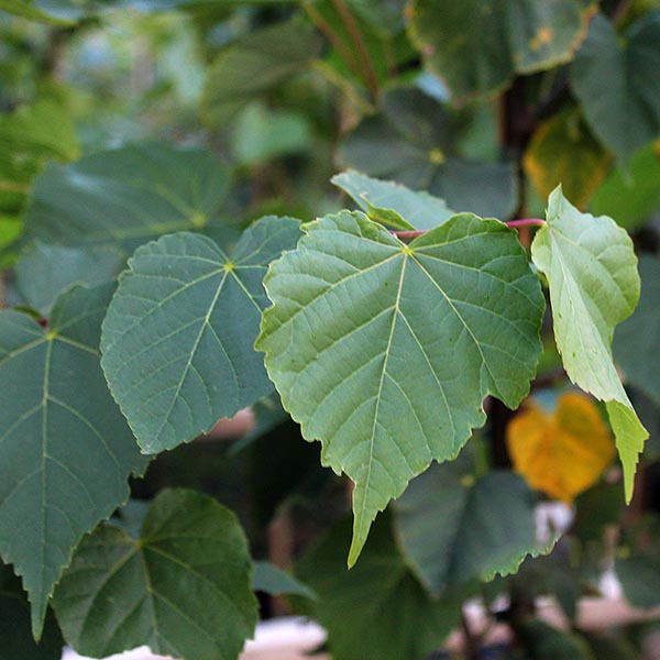 Tilia cordata - Foliage