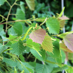 Tilia henryana - Foliage