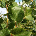Tilia euchlora - Foliage