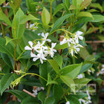 Trachelospermum Jasminoides - Flowers
