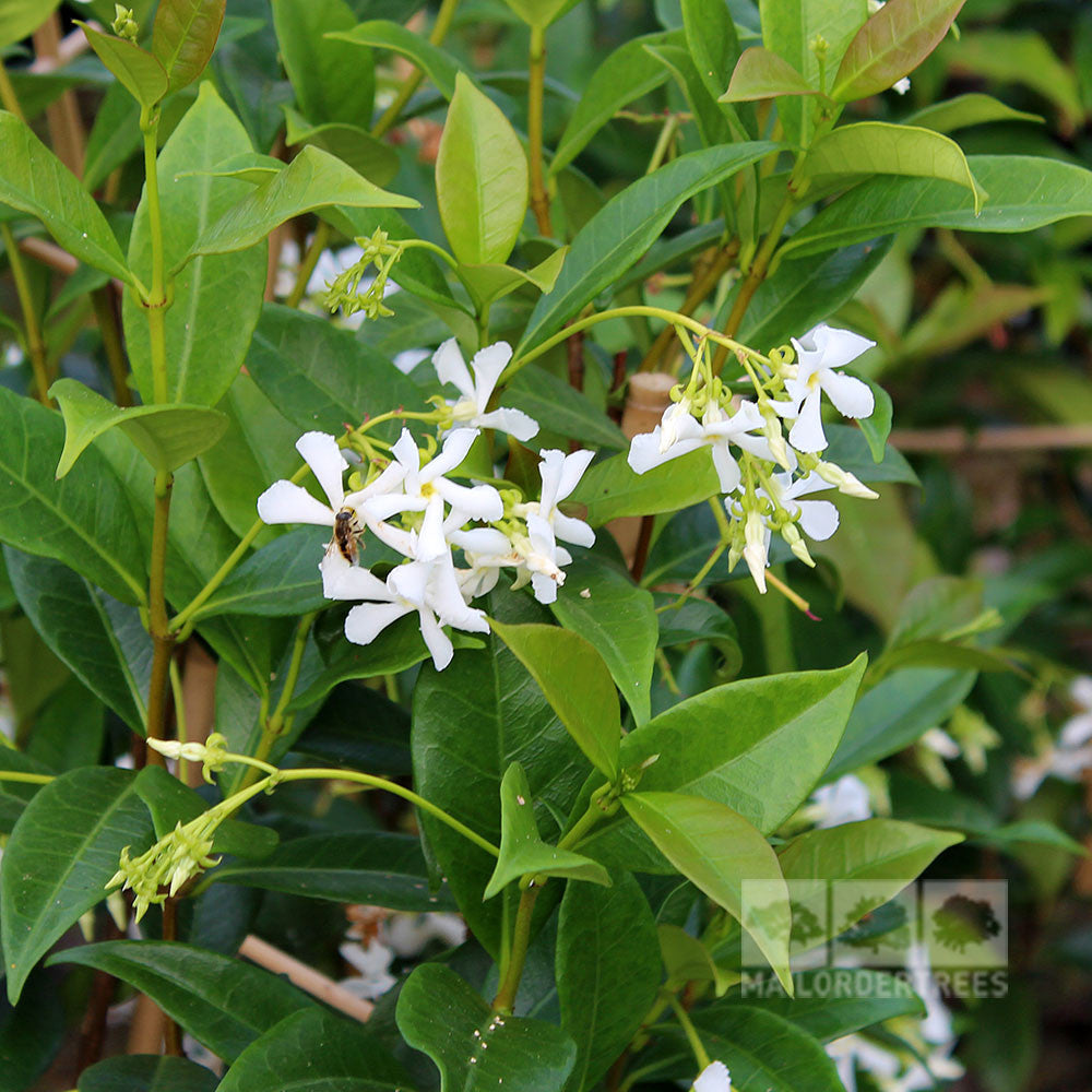 Trachelospermum Jasminoides - Flowers