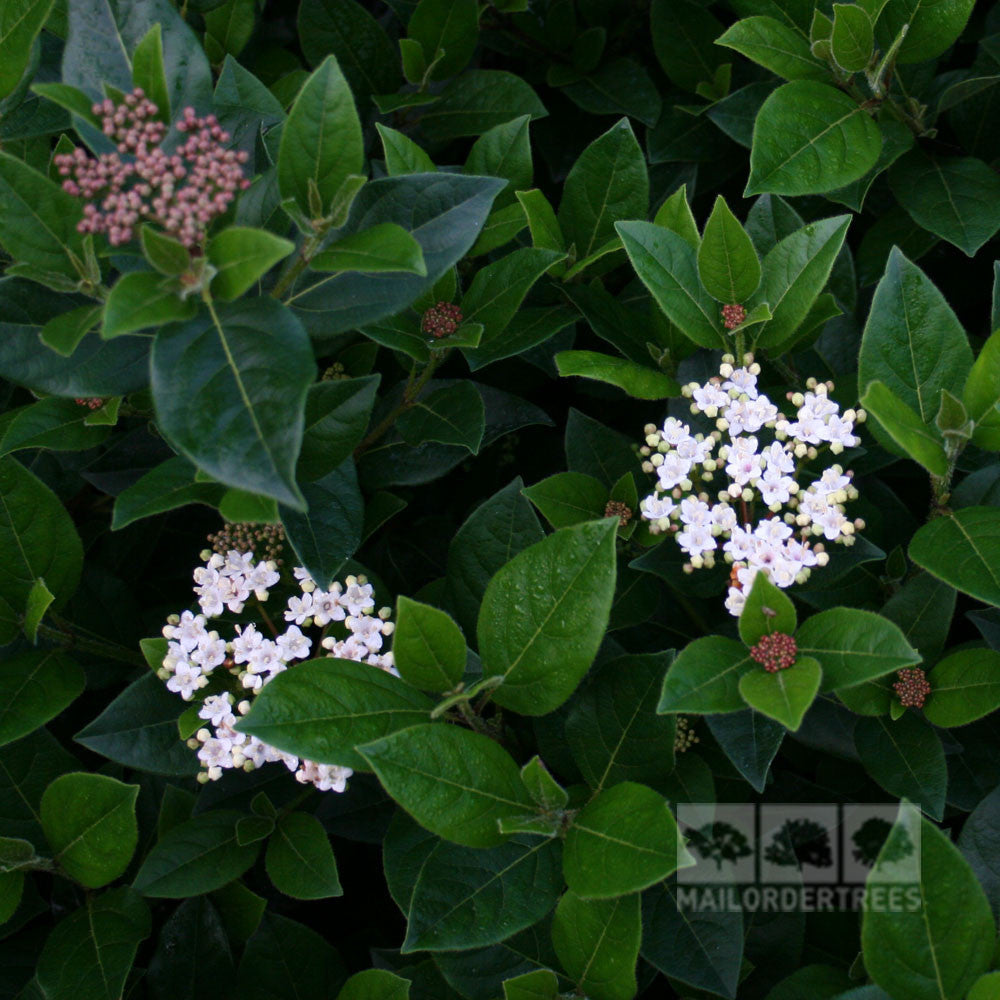Viburnum French White - Flowers