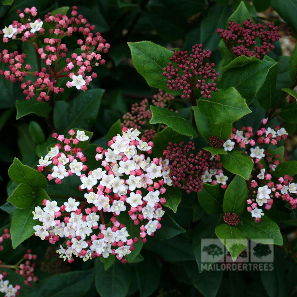 Viburnum Gwenllian - Flowers