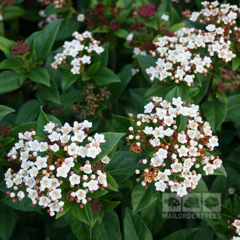 Viburnum tinus - Flowers
