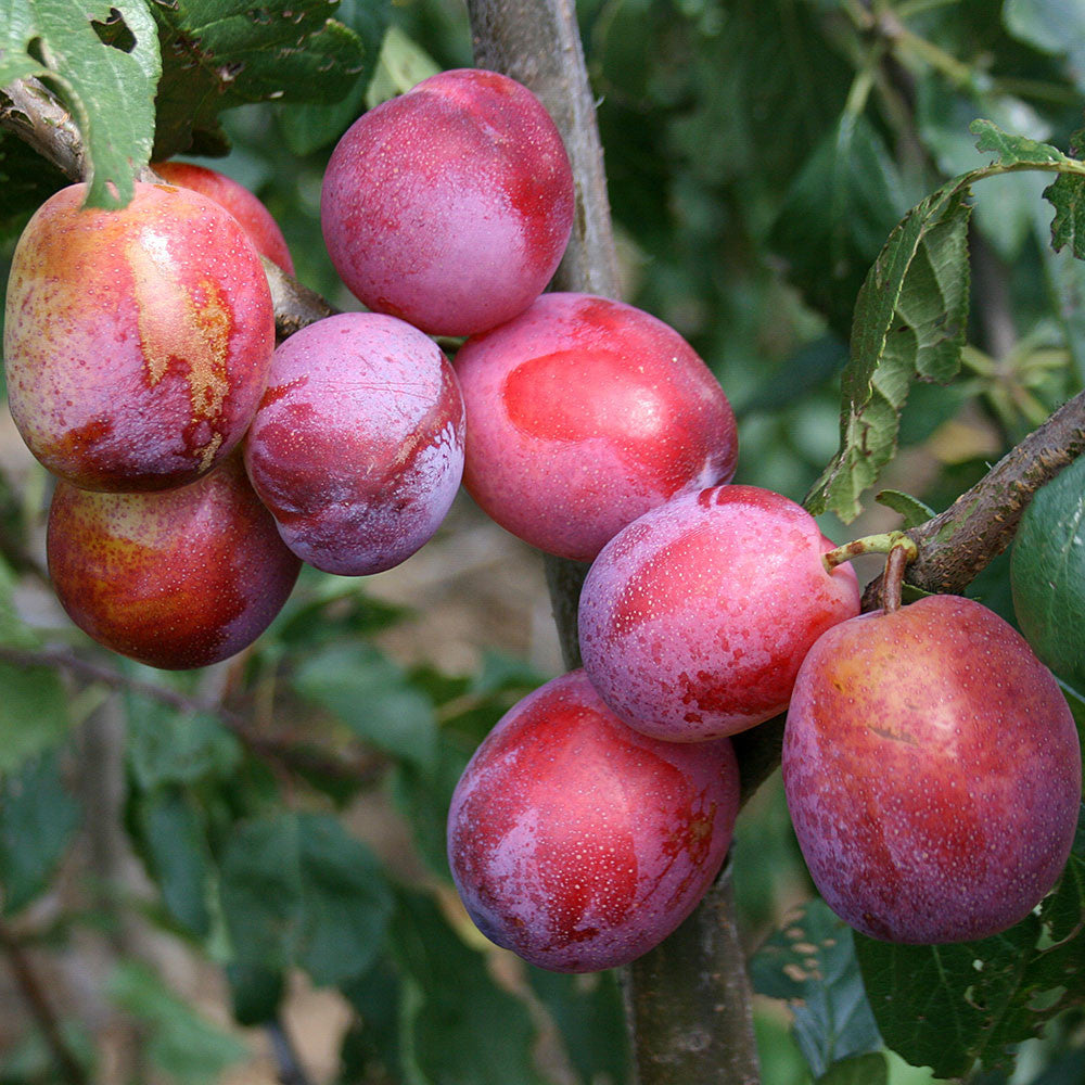 Prunus Victoria - Fruits