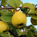 Cydonia Vranja - Fruit