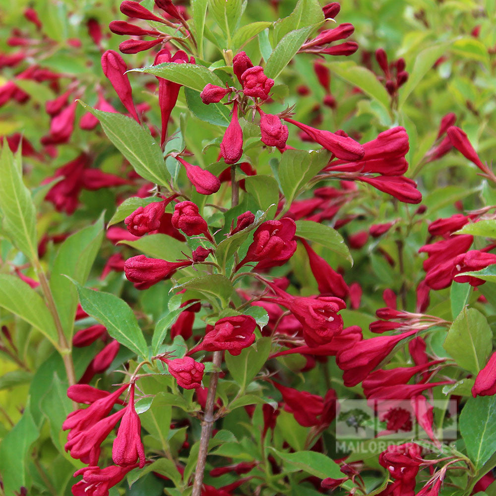 Weigela Red Prince - Flowers