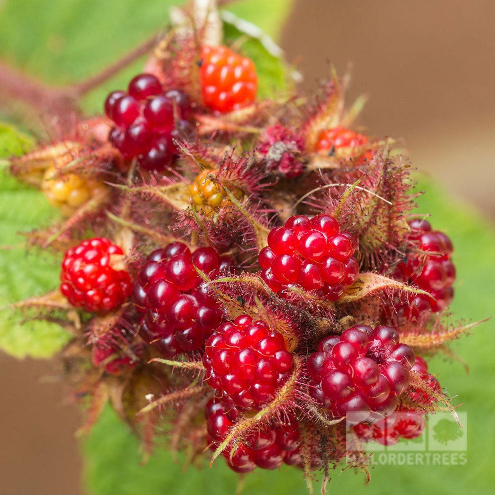 Rubus Japanese - Fruits