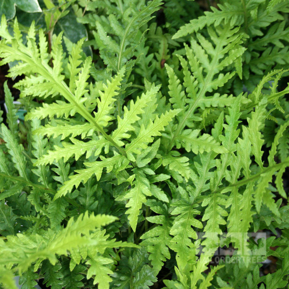 Woodwardia fimbriata - Foliage