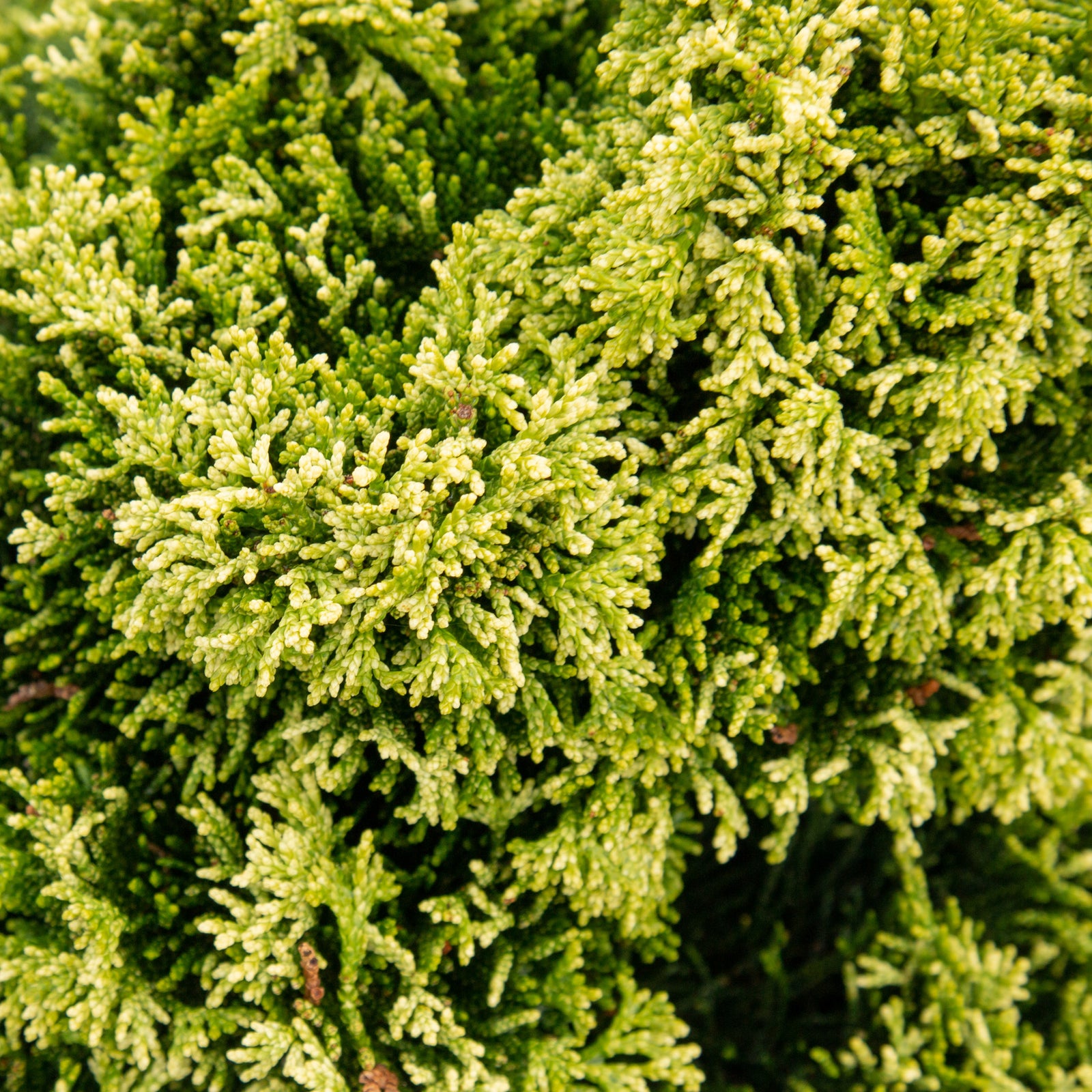 Chamaecyparis obtusa Yellow tip