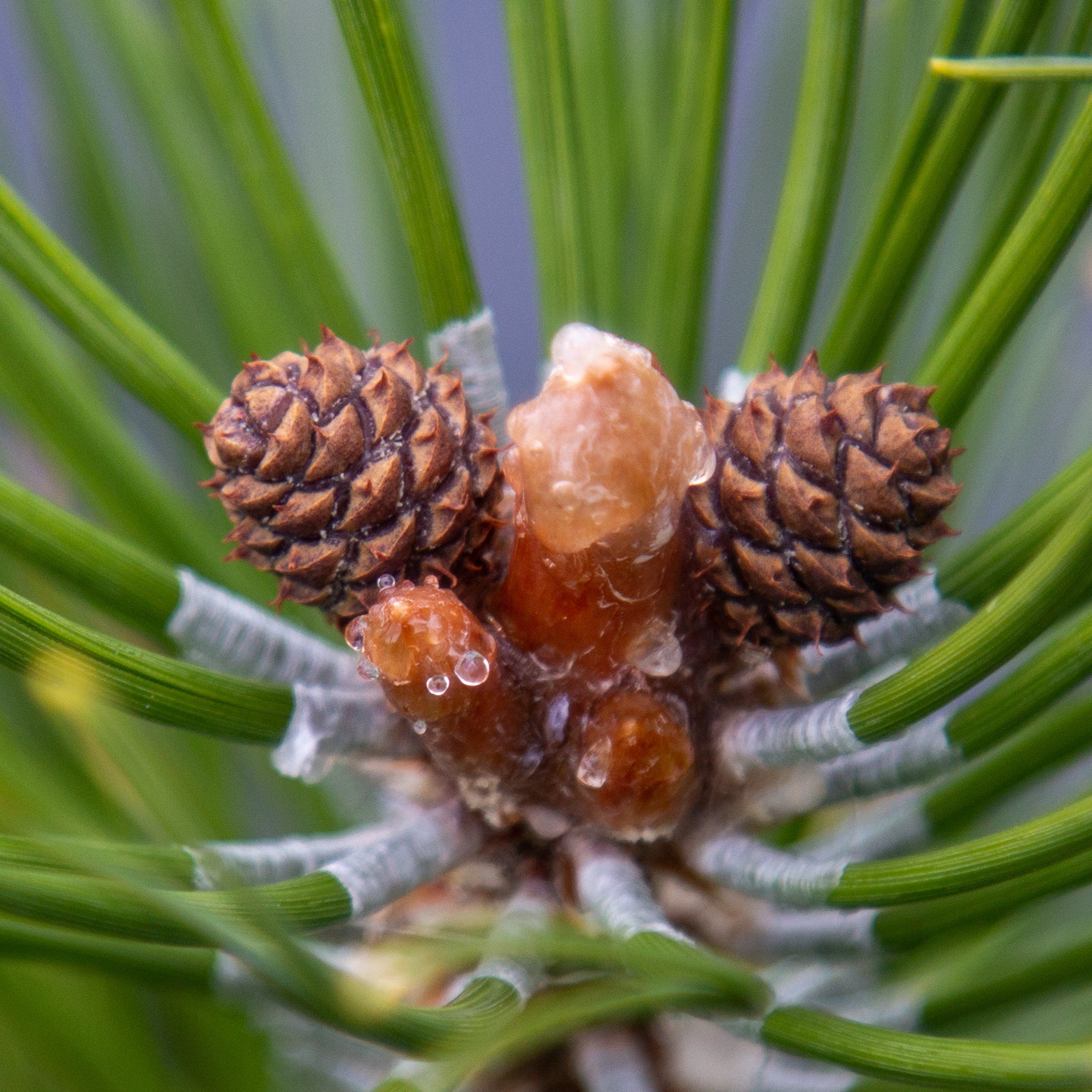 Pinus mugo Zundert