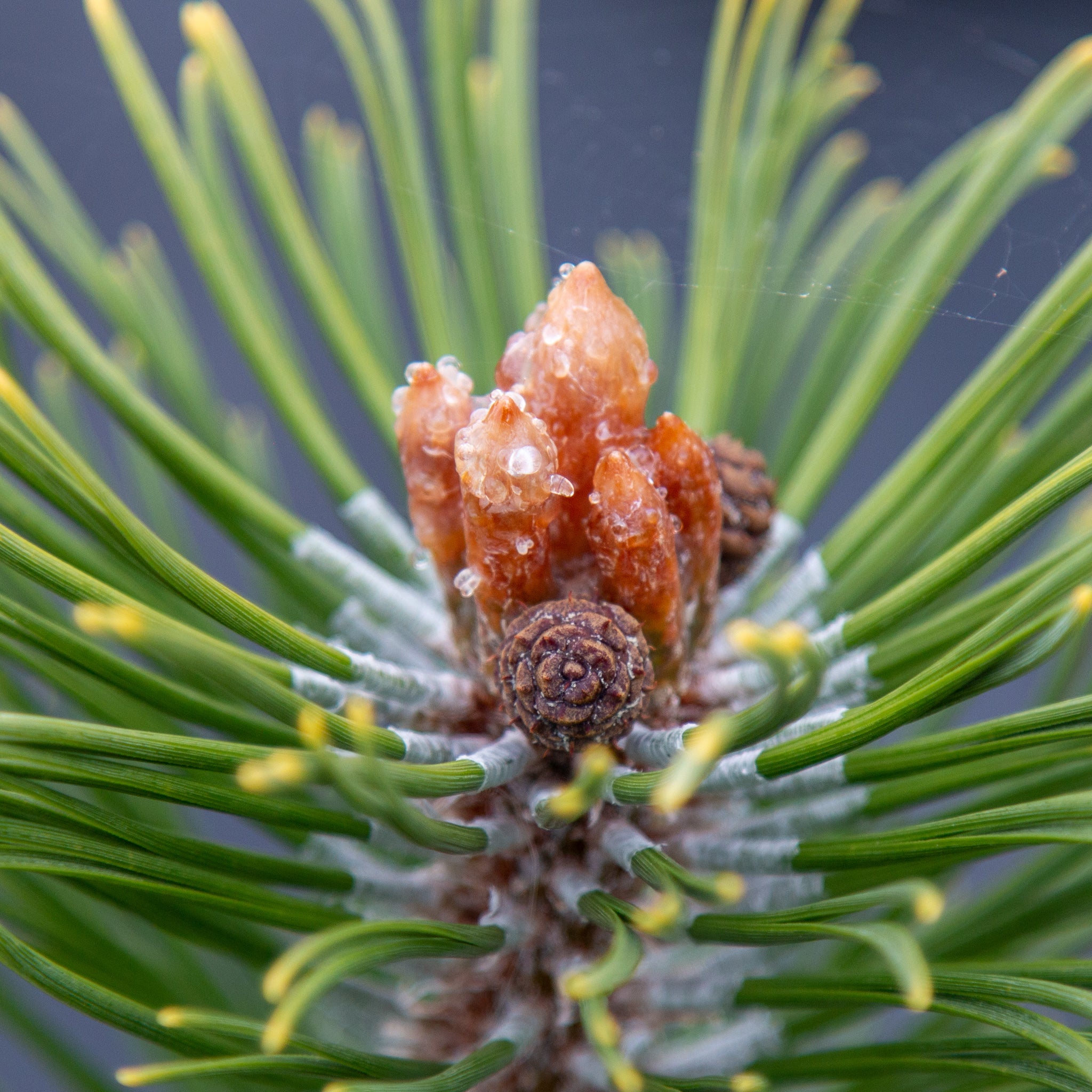 Pinus mugo Zundert