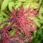 Acer Garnet - Spring Foliage