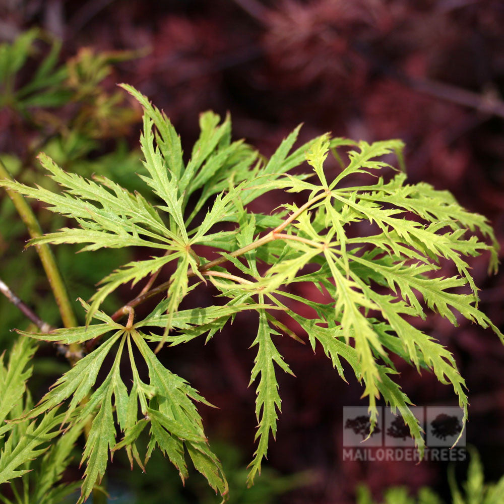 Acer Dissectum - Foliage