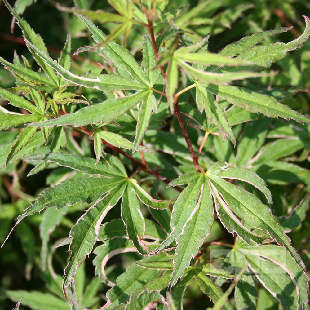 Acer Butterfly - Foliage