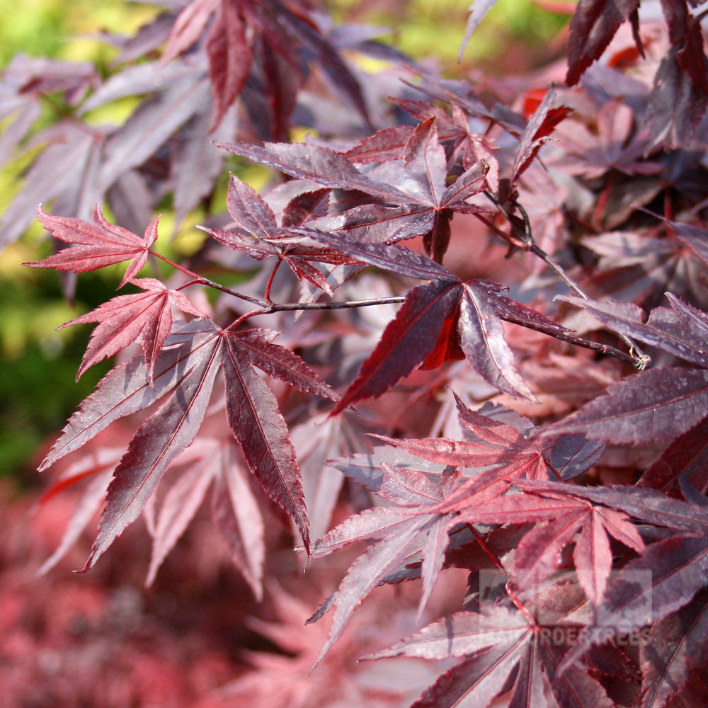 Acer Bloodgood - Spring Foliage
