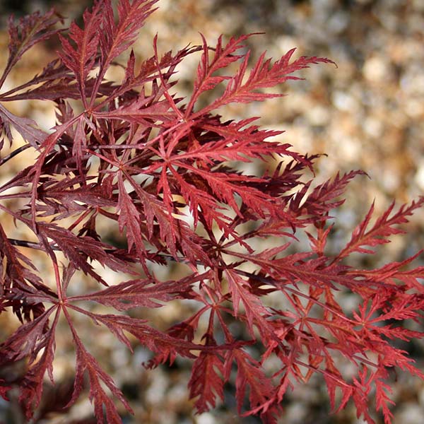 Acer Crimson Queen - Foliage