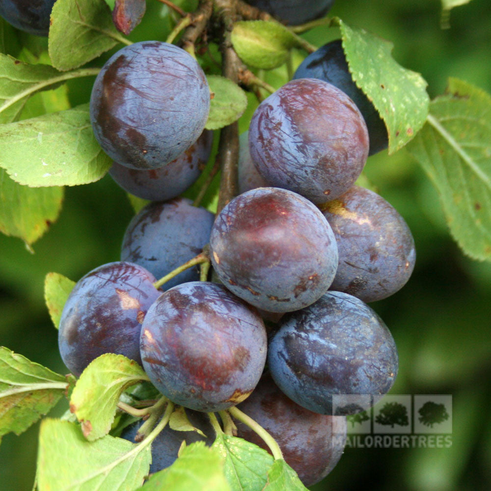 Prunus Merryweather Damson - Fruits