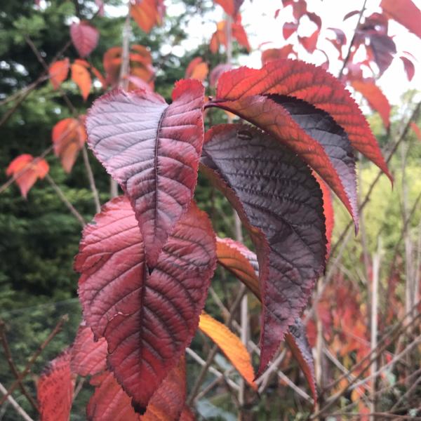 Prunus Collingwood Ingram - Autumn Foliage