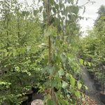Betula utilis jacquemontii Long Trunk - Silver Birch