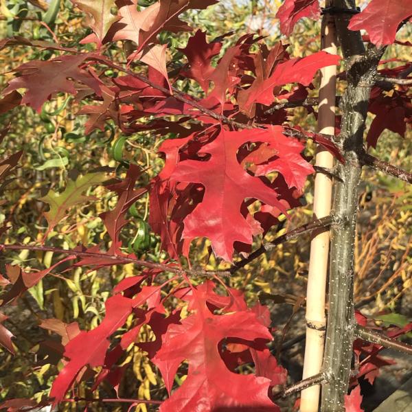 Quercus palustris - Autumn Foliage