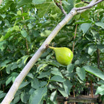 Ficus Madeleine