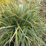 Carex Everest