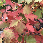 Sorbus torminalis - Autumn Foliage
