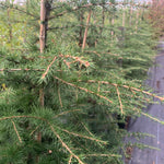 Cedrus libani subsp. Atlantica - Atlas Cedar