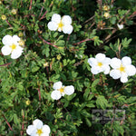 Potentilla Abbotswood - Flowers