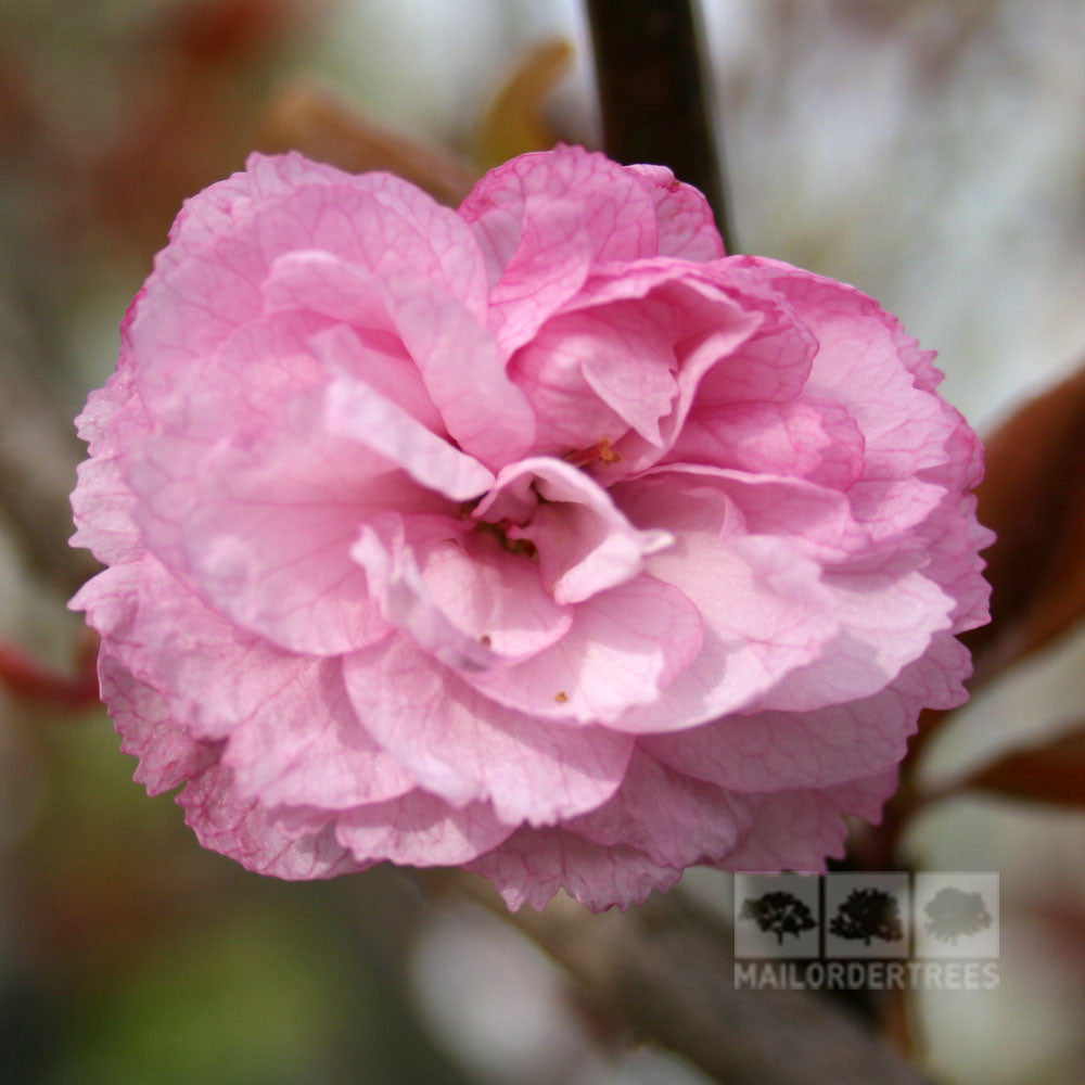 Prunus Candy Floss - Flowers