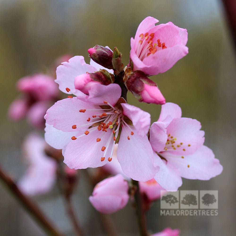 Prunus dulcis - Flower