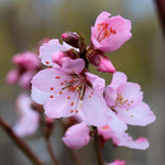 Prunus dulcis - Flowers