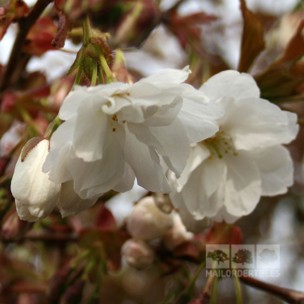 Prunus Fragrant Cloud - Flower
